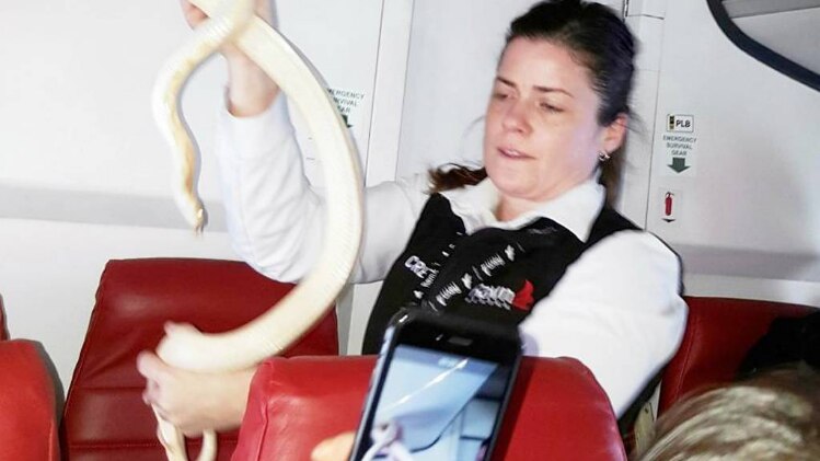 विमान में सांप पकड़ती महिला