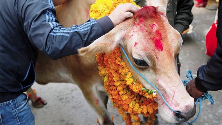 cow worship pitradosh