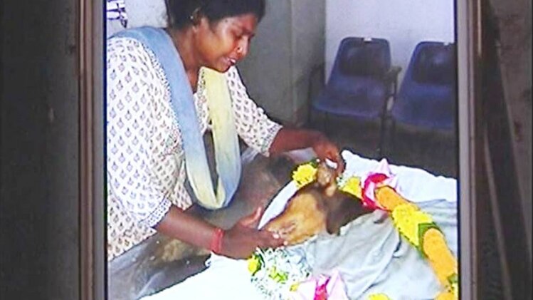 कुत्ते ने अपनी जान देकर बचाई मालकिन की जिंदगी