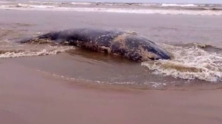 क्रेन की मदद से व्हेल को हटाया गया