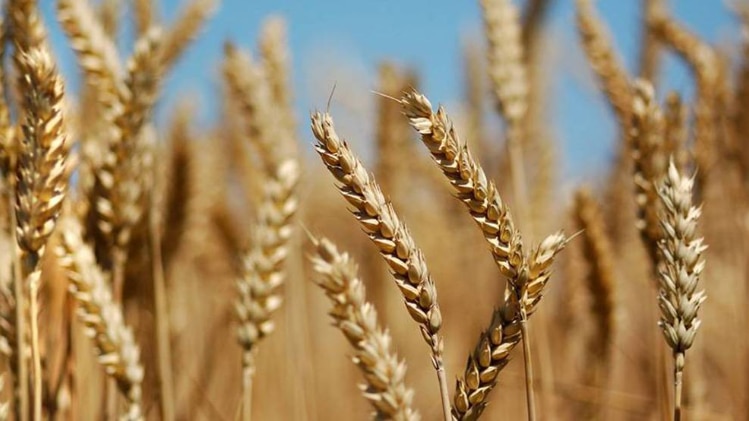 आज है बैसाखी, जानिये क्यों कहते हैं इसे किसानों का त्यौहार... 