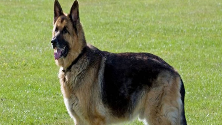 प्रतीकात्मक तस्वीर