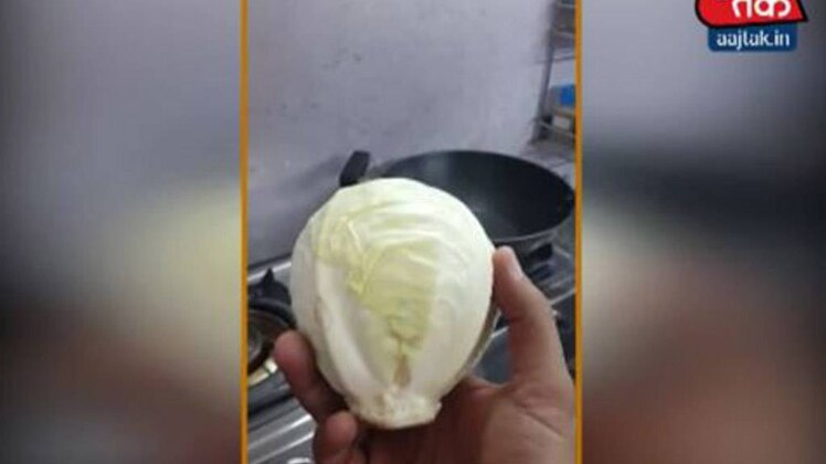 प्लास्टिक का पत्तागोभी