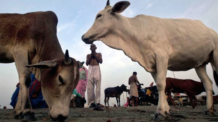 मवेशी बिक्री पर प्रतिबंध को लेकर दक्षिण भारत में विरोध प्रदर्शन