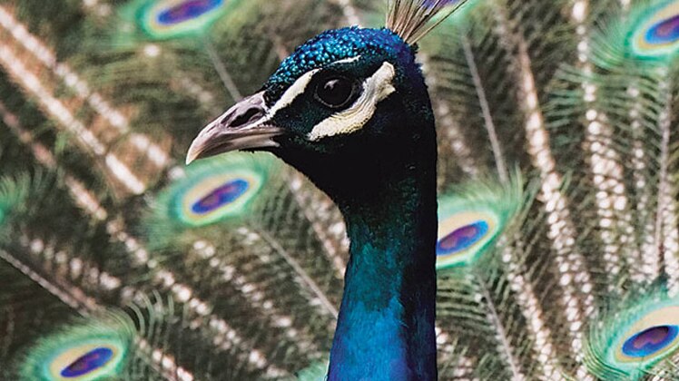 प्रतीकात्मक फोटो.