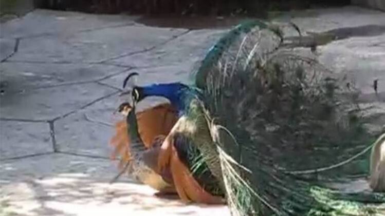 मोर की तरह गाय भी पवित्र