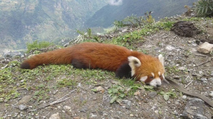 रेड पांडा