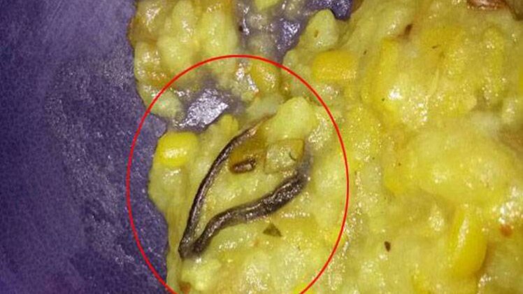 खाने में मिला सांप