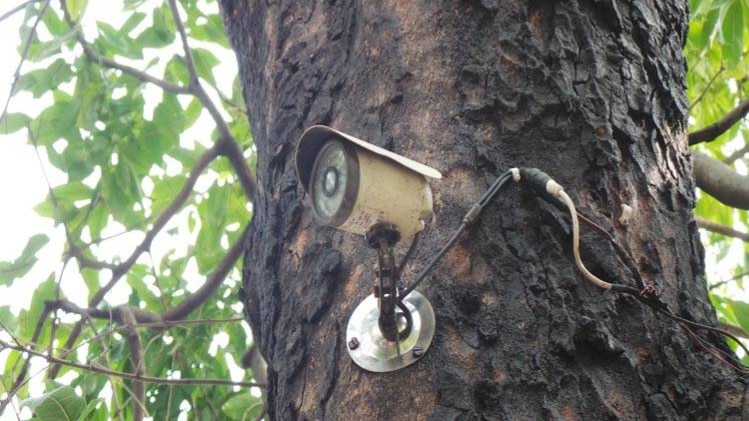 दफ्तर के बाहर पेड़ पर लगा कैमरा