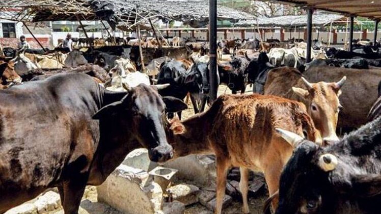 राजस्थान में गौरक्षा के नाम पर गुंडागर्दी 