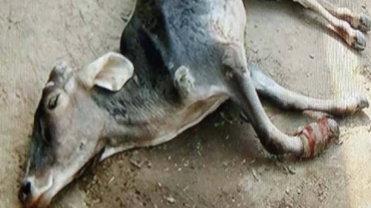 प्रतीकात्मक फोटो