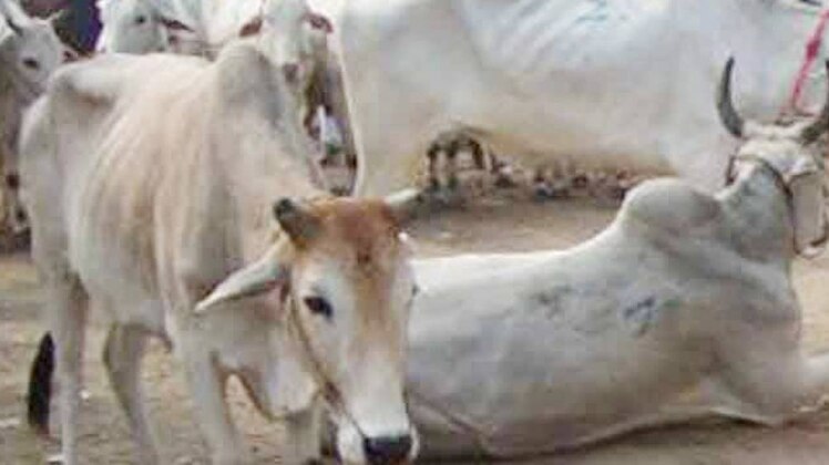 प्रतीकात्मक तस्वीर