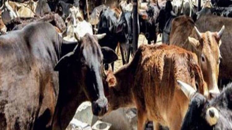 गो तस्करों के खिलाफ कार्रवाई शुरू