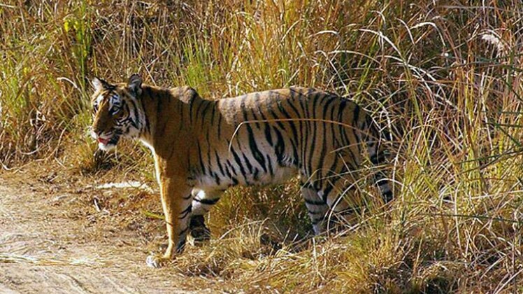 प्रतीकात्मक तस्वीर