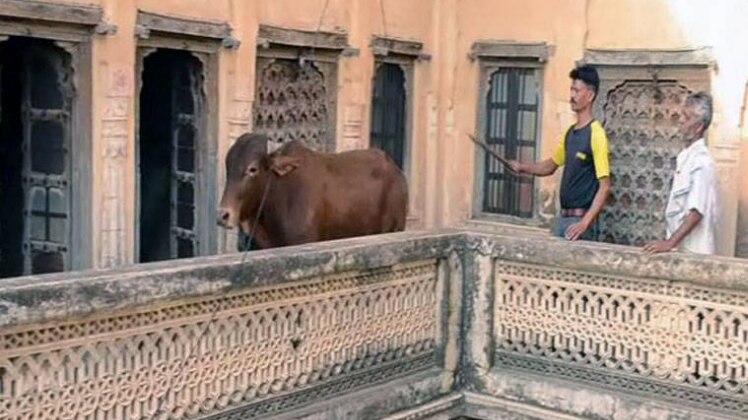 बिल्डिंग की चौथी मंजिल पर सांड 