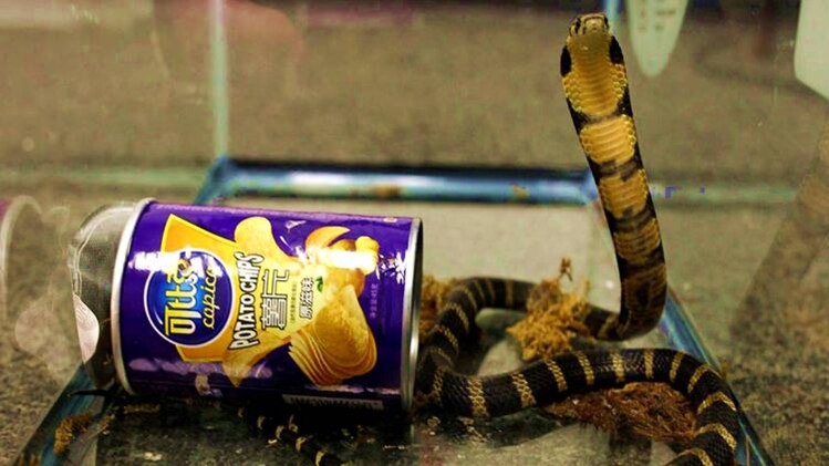 स्मगलिंग रैकेट का पर्दाफाश