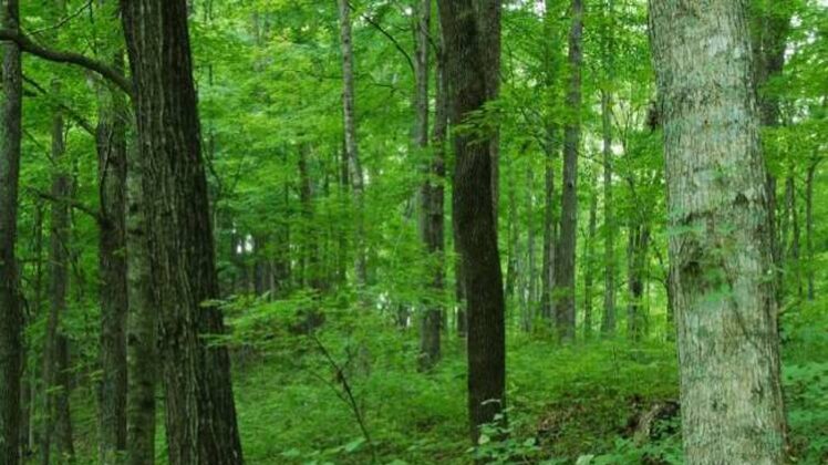 बढ़ रहा है जंगल का दायरा