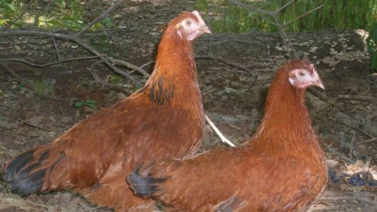 यूपी के प्रतापगढ़ की घटना 