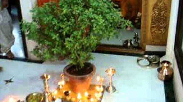 हरियाली अमावस्या पर तुलसी की पूजा 