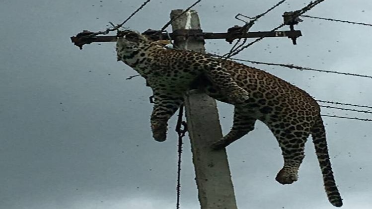 तेंदुए की मौत 