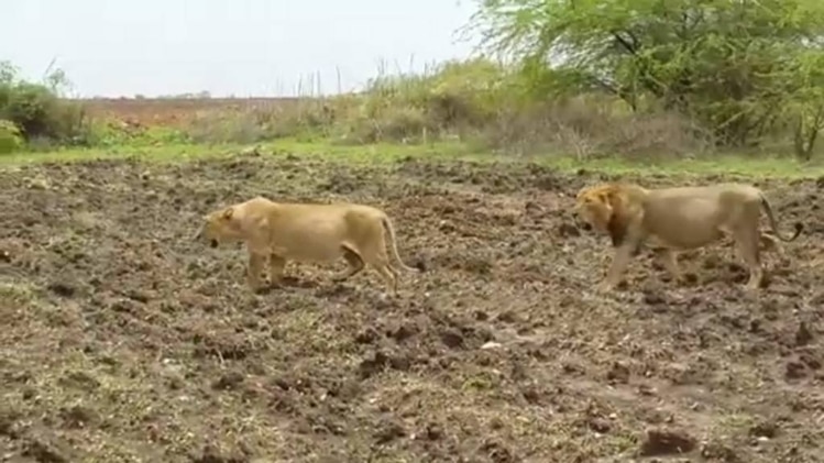खेत में शेर 