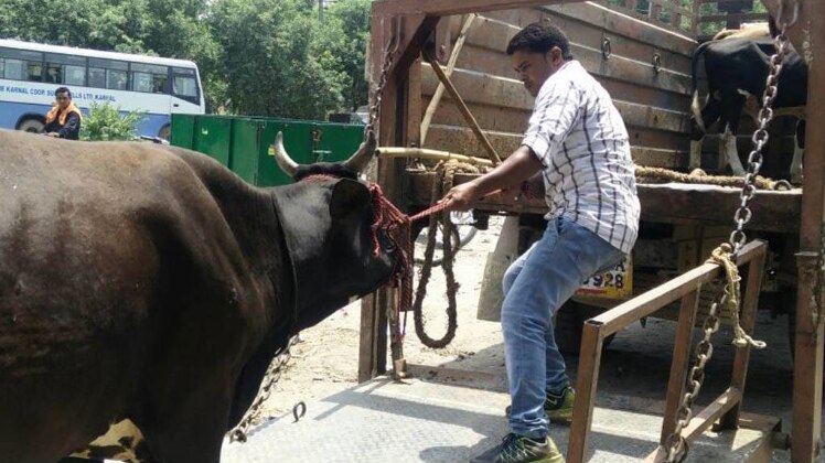 आवारा गाय को पकड़ता कर्मचारी