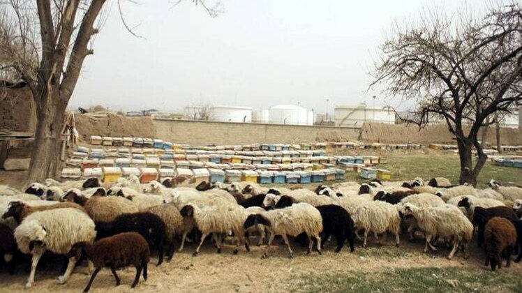 बकरीद पर दी जाती है जानवरों की कुर्बानी 