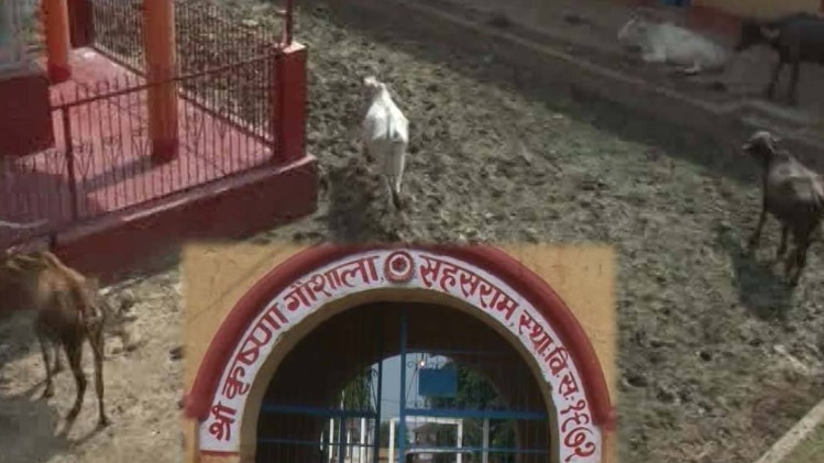 गोशाला में 100 से ज्यादा गायों की दुर्दशा