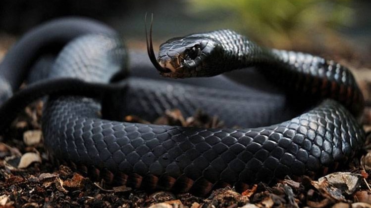 नागिन पर 5 हजार का ईनाम 