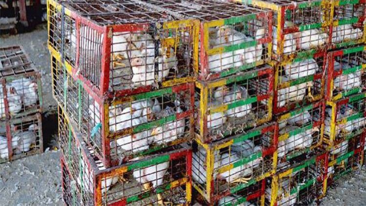 पोल्ट्री फार्म