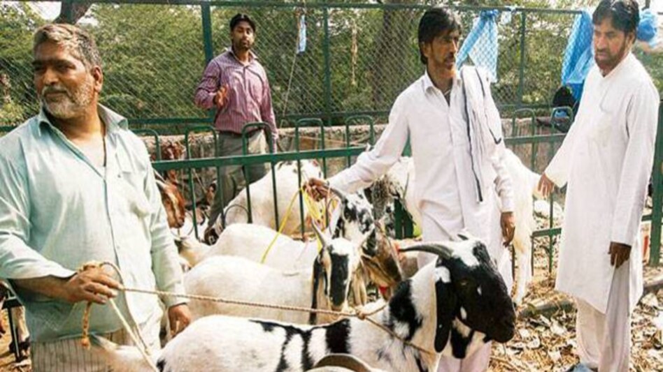 Bakrid ईद पर भैंस की कुर्बानी को लेकर हिंदू-मुसलमान आमने-सामने, मामला पहुंचा हाई कोर्ट 9 पढ़ें: बकरीद पर क्यों दी जाती है जानवरों की कुर्बानी - Qurbani Eid Ul Adha Prophet Ibrahim Wajib Goats - Aajtak