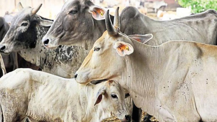 गौ माता (राजनीति)