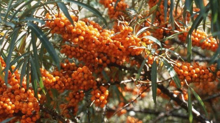 लद्दाख बेरी के नाम से जाना जाता है फल 