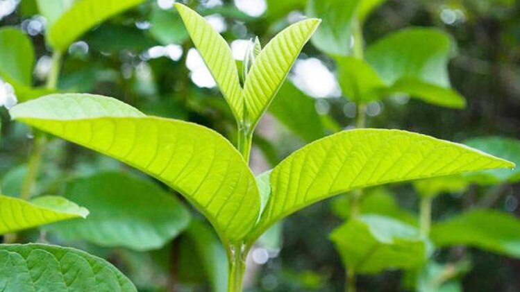 प्रतीकात्मक तस्वीर