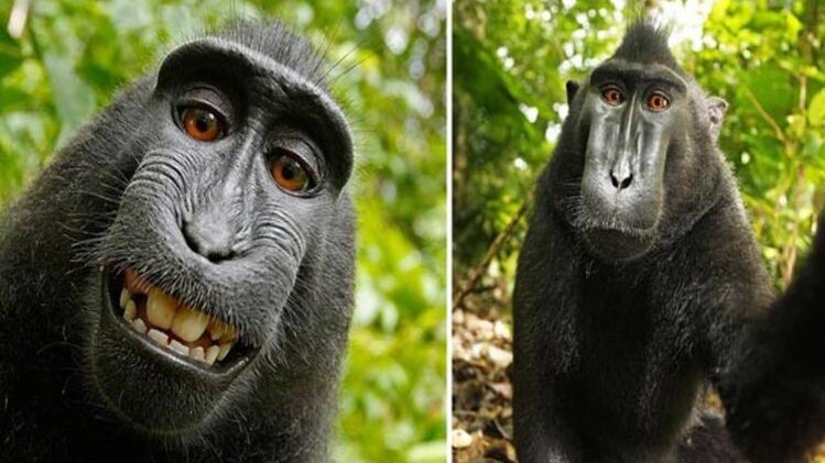 (फोटो- David J Slater)