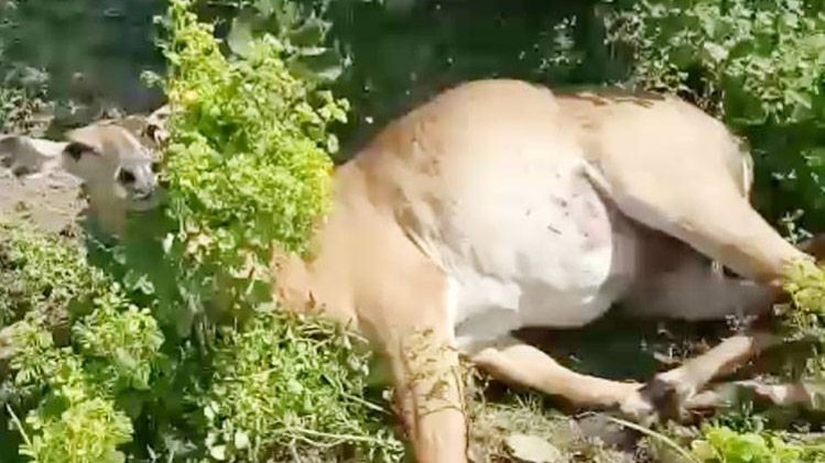 सड़क हादसे में घायल नीलगाय 