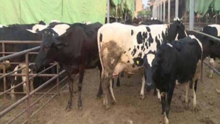 गाय-भैंसों के लिए खुलेंगे पीजी