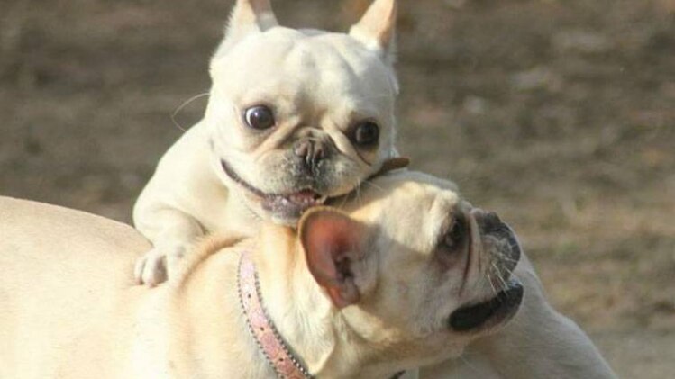 प्रतीकात्मक तस्वीर