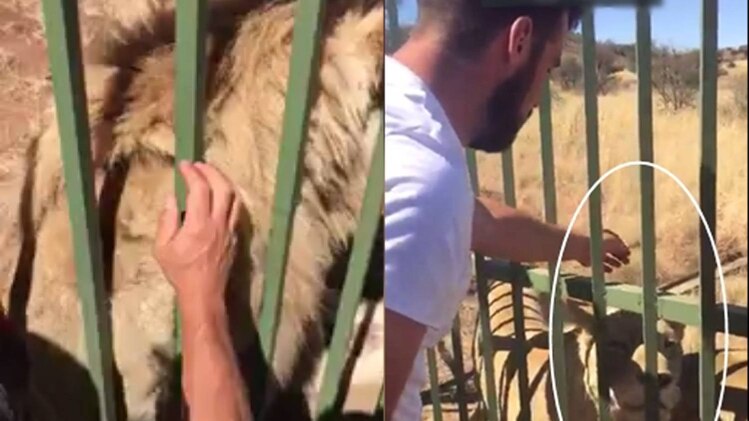  शेर को दुलारना भारी पड़ा