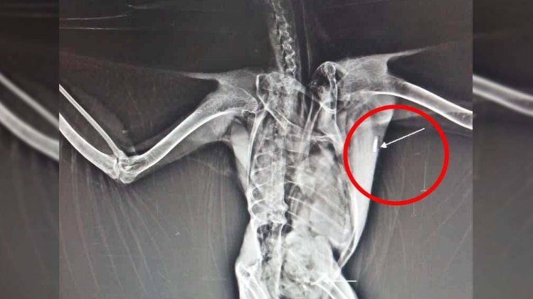 पाकिस्तानी बाज के शरीर में मिली माइक्रो चिप