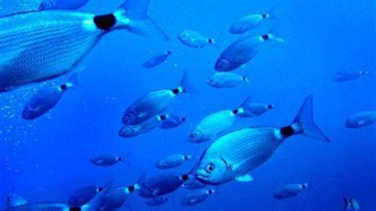 प्रतीकात्मक फोटो