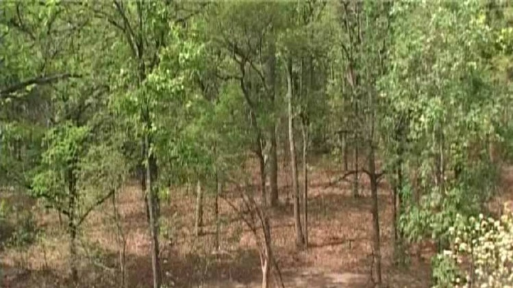 छत्तीसगढ़ में घटे जंगल, 15 सालों में 3700 वर्ग किमी जंगल साफ 