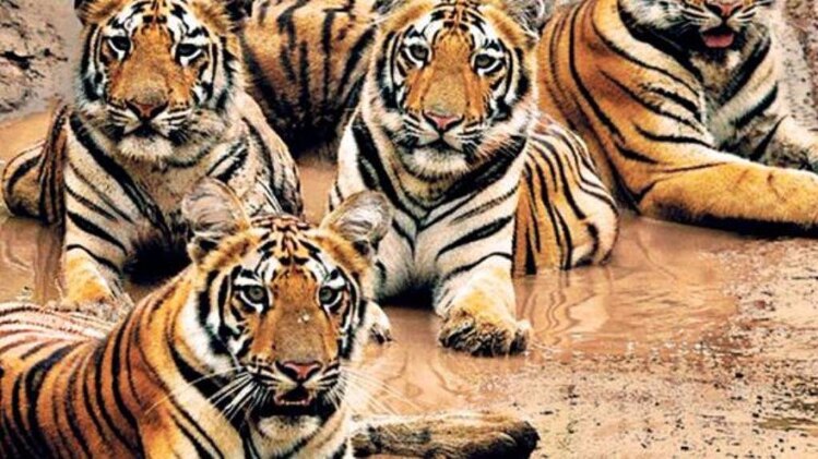 बूढ़े टाइगर्स के लिए खुलेगा ओल्ड एज होम