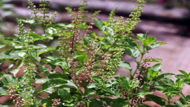 रविवार को नहीं तोड़े तुलसी के पत्ते