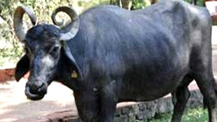 विधायक सुरेश राही की भैंसें हुई चोरी