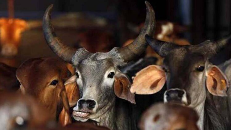 गाय के नाम पर की गई हिंसा