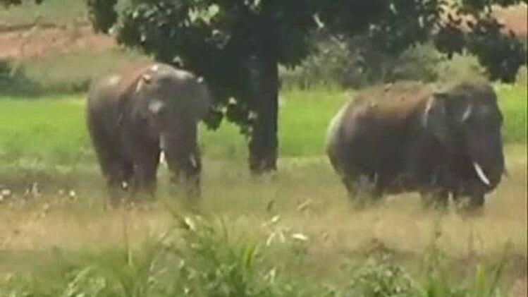 हाथियों का उत्पात