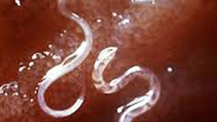 प्रतीकात्मक तस्वीर/विकीपीडिया