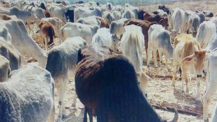 भूख, प्यास से मरने को मजबूर गाय 