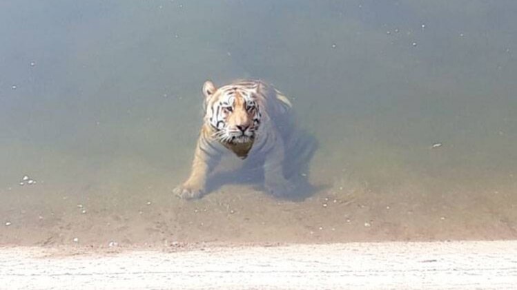 नहर में गिर गया था टाइगर